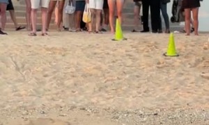 Audience Watches Sleepy Hawaiian Monk Seal Wake Up From a Nap