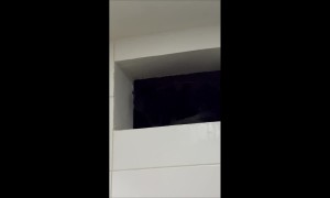 Cat Stares Menacingly From Window Sill