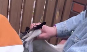 Helping A Stork With Its Wing Stuck in a Wire