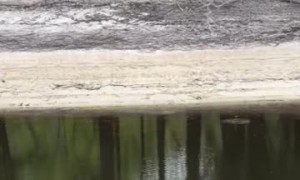A Soft-Shell Turtle Running Like a Track Star