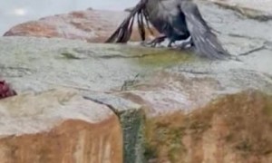 Man Saves Baby Bird From Backyard Pond