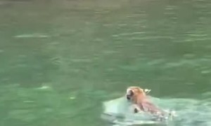 Two Dudes and a Bobcat out for a Swim