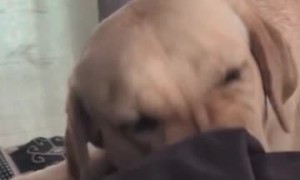 Labrador Won't Stop Searching for Missing Crumb