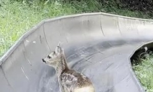 Young Deer Gets Stuck on on Bobsled Track