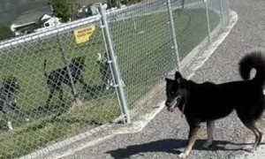 Dog Jumps Fence to Say Hi