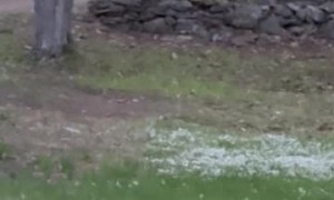 Black Bear Tears Down Feeder