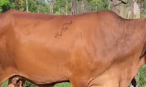 Nonchalant Cow Dismantles Fence