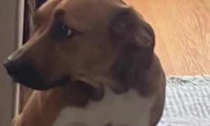 Anxious Dog Sits With Bent Knees