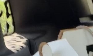Cat Escapes Cardboard Carrier