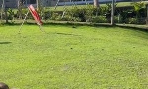 Bird Perches on Unbothered Capybara