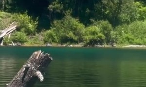 A Dog Determined to Get Her Stick