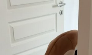 Little Monkey Hits a Wall