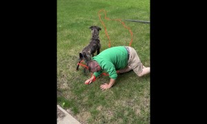 Pitbull Chases Squirrel and Yanks Owner From Front Steps