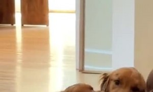 These Golden Retrievers Are a Toddler's Best Friends