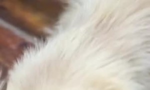 Using Reverse Psychology to Get a Dachshund to Take His Pill