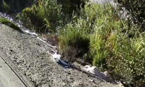 Homie Helps Out a Little Fox