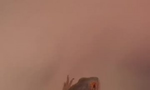 Bearded Dragon Loves to Climb