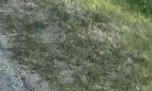Deaf Dog Doesn't Know What a Bark Is Supposed to Sound Like