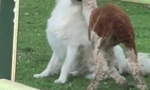 Young Alpaca is Best Friends With Guardian Dog