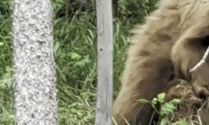 Moose Leads Vehicle and to Her Calf Being Mauled by Bear
