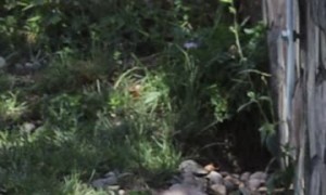 Meerkat Takes a Ride on a Tortoise