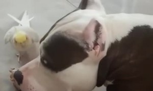 Cockatiel Sings to Companion Dog