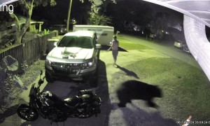 Bear Catches Man Off-Guard in His Driveway