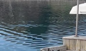 Mama Duck Teaches Ducklings to Make the Jump