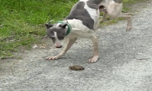 Whippet Puppy vs Road Toad