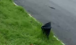 Curious Cat Gets Warned Off by Monitor Lizard