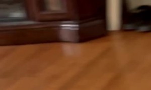Nosy Cat Finds Out the Hard Way