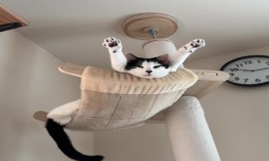 Sleepy Kitty Relaxing