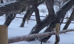 Highland Cow Gets Head Stuck in Feed Bag