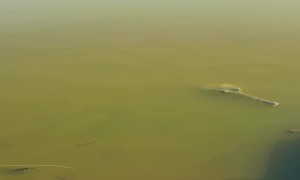 (396531602) Newly Hatched Gharials from Gandak River - XL1