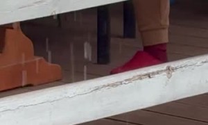 Happy Dog Drinks Falling Water in Rain