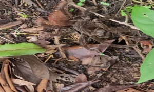 (396529608) Tarantula Mistakes Stick for Prey - XL1