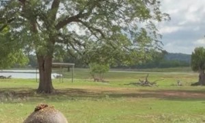 Donkey Waits for Treats With Mouth Open