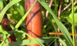 Snail on a Water Hose