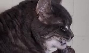 Funny Cat Drinking Water From Paw