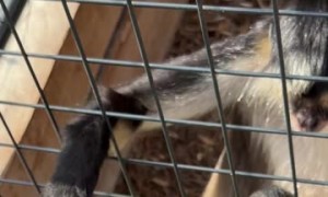 Affectionate Monkey Doesn't Want to Say Goodbye