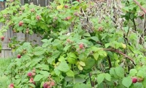 Puppies in the Raspberry Patch
