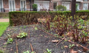 London Fox Digs Up Rat in the Garden