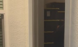 Animal Control Removes an Alligator