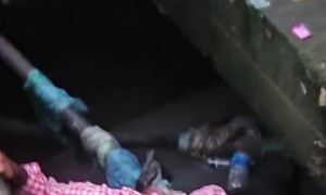 Dogs Rescued from a Drain