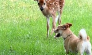 Puppy Plays With Baby Deer