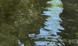 Man Kisses Alligator