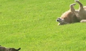 Cat Mimics Dog Rolling on Her Back in the Grass