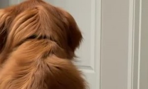 Golden Retriever Baps Little Sister for Staring Too Long