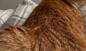 My Cat Knows Ball