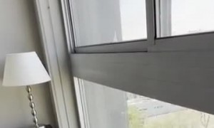 Sheltie's Nemesis, the Window-Washing Broom